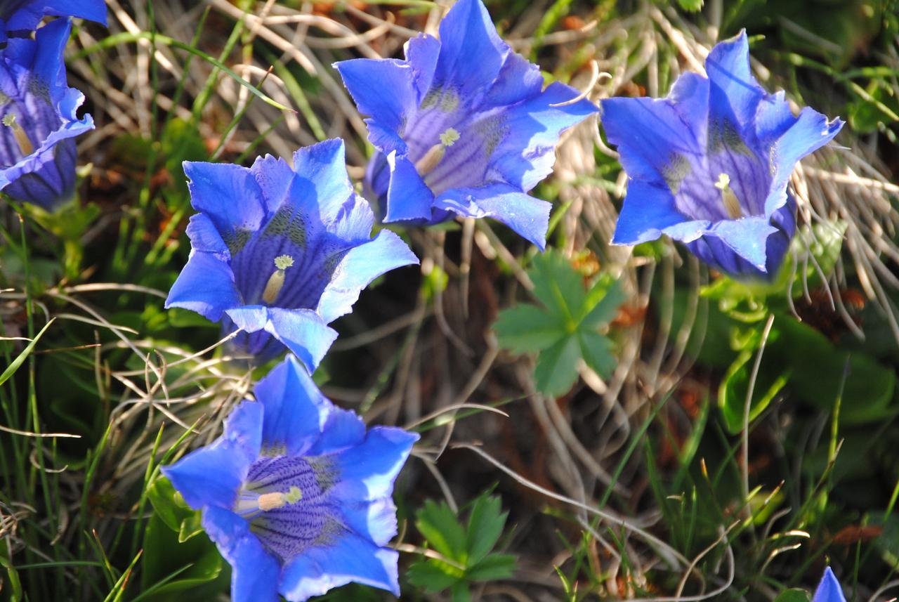 Naturhaus Andrea Grossarl Eksteriør bilde